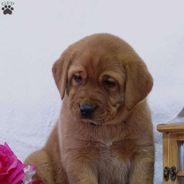 Cudly Cub, Fox Red Labrador Retriever Puppy