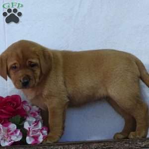 Crocus Cuty, Fox Red Labrador Retriever Puppy