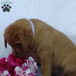 Crocus Cuty, Fox Red Labrador Retriever Puppy