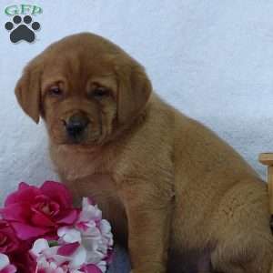 Crocus Cuty, Fox Red Labrador Retriever Puppy