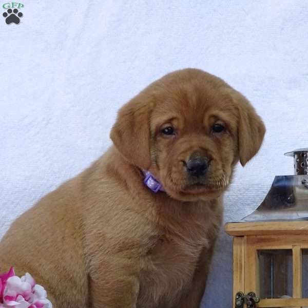 Crocus Cuty, Fox Red Labrador Retriever Puppy