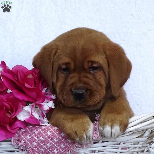 Sleepy Snowdrop, Fox Red Labrador Retriever Puppy