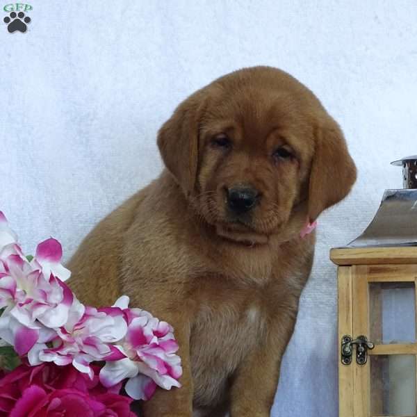 Twinkling Tulip, Fox Red Labrador Retriever Puppy