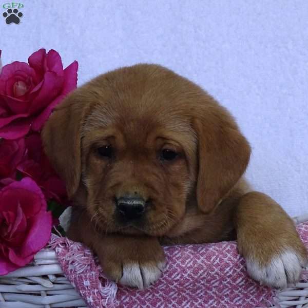 Tawny Tiger, Fox Red Labrador Retriever Puppy