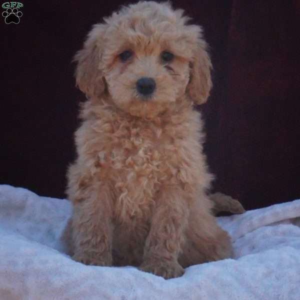 Vera, Mini Labradoodle Puppy