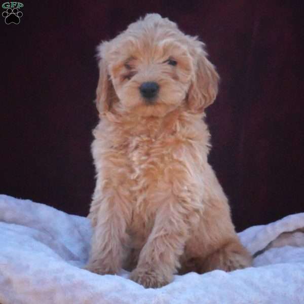 Venessa, Mini Labradoodle Puppy