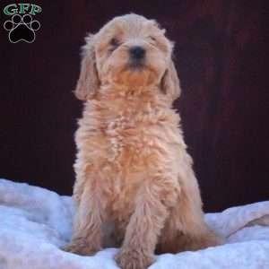 Venessa, Mini Labradoodle Puppy