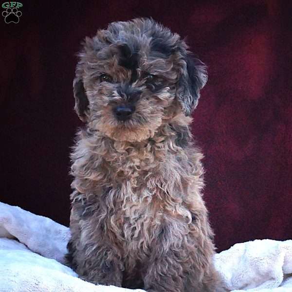 Verna, Mini Labradoodle Puppy