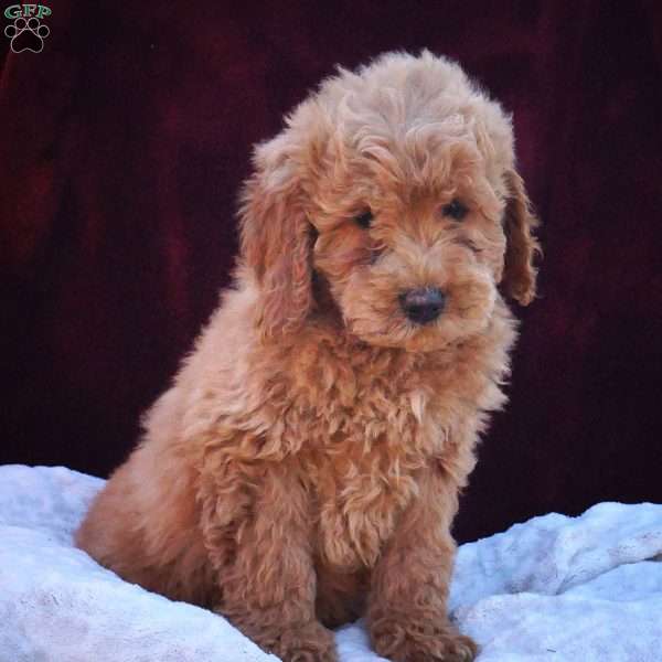 Vince, Mini Labradoodle Puppy