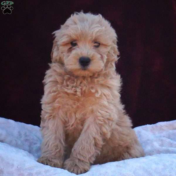 Valentina, Mini Labradoodle Puppy