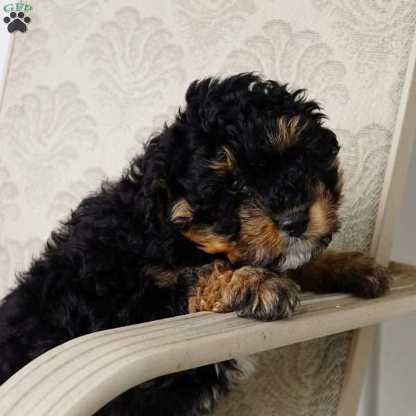 Teddy, Mini Aussiedoodle Puppy