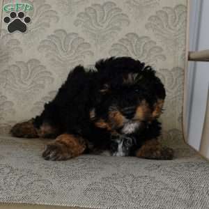 Teddy, Mini Aussiedoodle Puppy