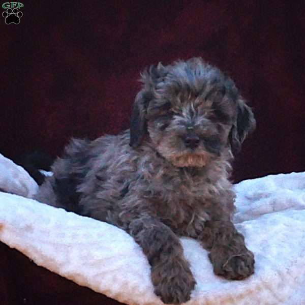 Victor, Mini Labradoodle Puppy