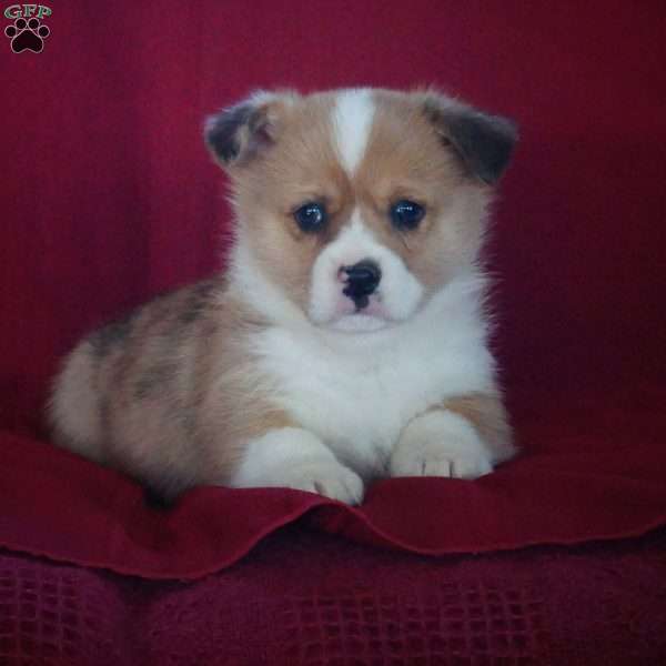 Elvis, Pembroke Welsh Corgi Puppy