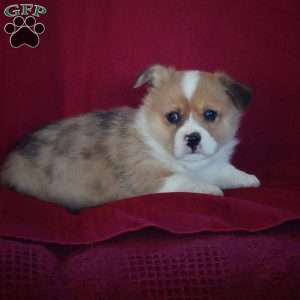 Elvis, Pembroke Welsh Corgi Puppy