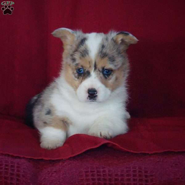 Emmy, Pembroke Welsh Corgi Puppy