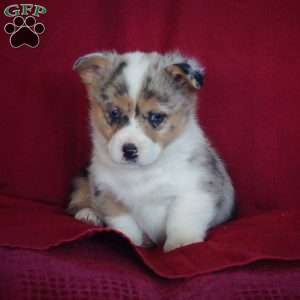 Emmy, Pembroke Welsh Corgi Puppy