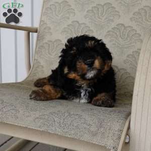 Teddy, Mini Aussiedoodle Puppy