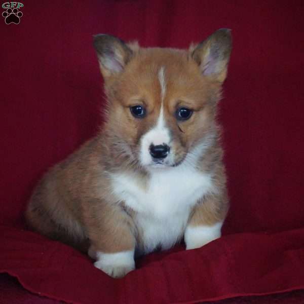 Evan, Pembroke Welsh Corgi Puppy