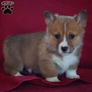 Evan, Pembroke Welsh Corgi Puppy