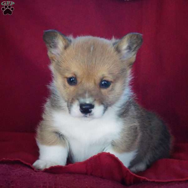 Eddy, Pembroke Welsh Corgi Puppy