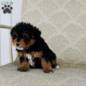 Reesy, Mini Aussiedoodle Puppy