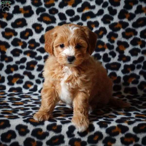 Heidi, Maltipoo Puppy