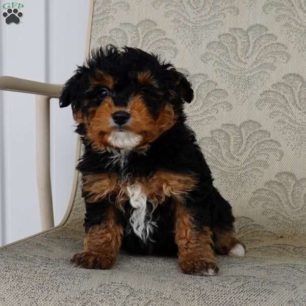 Reesy, Mini Aussiedoodle Puppy