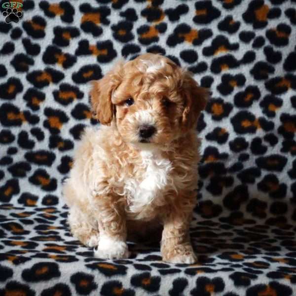 Harvey, Maltipoo Puppy