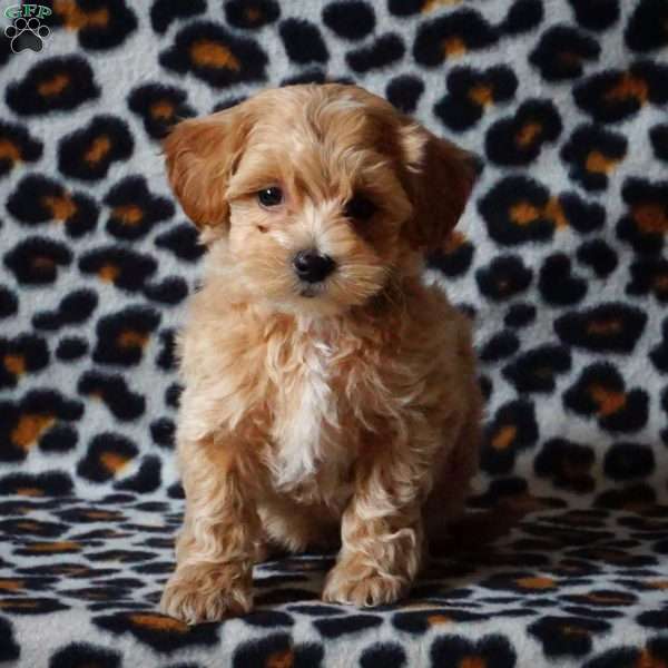 Hunter, Maltipoo Puppy