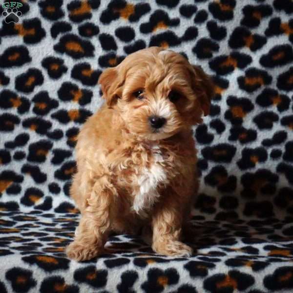 Hattie, Maltipoo Puppy