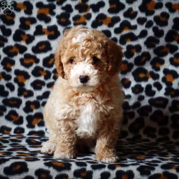 Hudson, Maltipoo Puppy