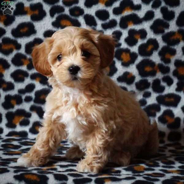 Hazel, Maltipoo Puppy