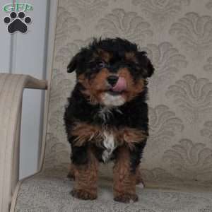 Reesy, Mini Aussiedoodle Puppy