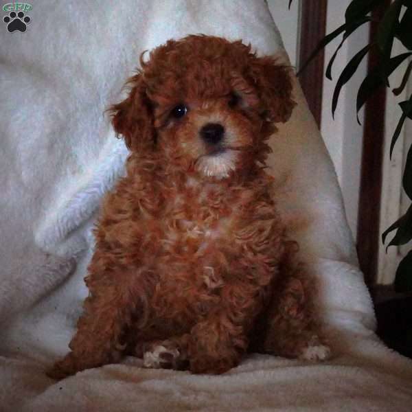 Taffy, Maltipoo Puppy