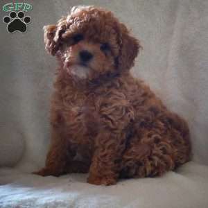 Taffy, Maltipoo Puppy