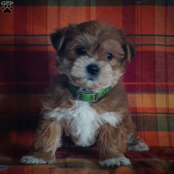 Jasper, Yorkie-Chon Puppy