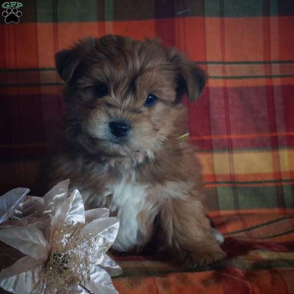 Jaden, Yorkie-Chon Puppy