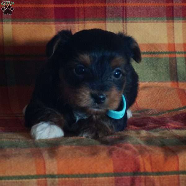 Crystal, Yorkie-Chon Puppy