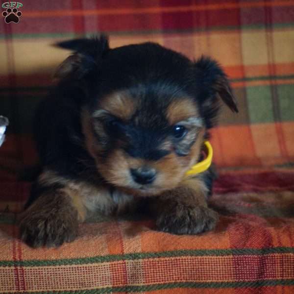 Cheryl, Yorkie-Chon Puppy