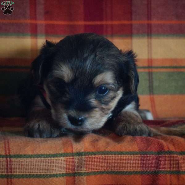 Connie, Yorkie-Chon Puppy