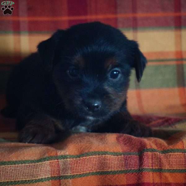 Carter, Yorkie-Chon Puppy