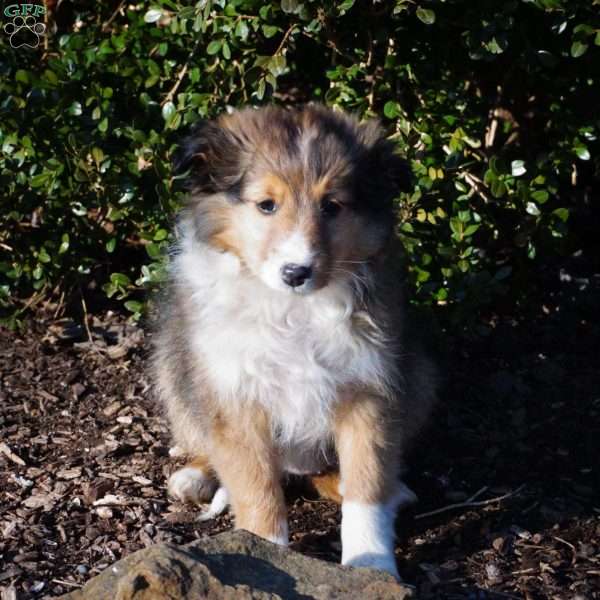 Brownie, Sheltie Puppy