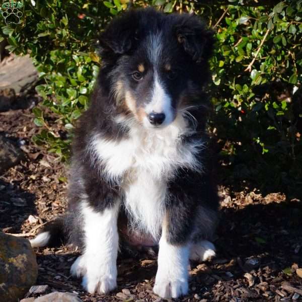 Blacky, Sheltie Puppy