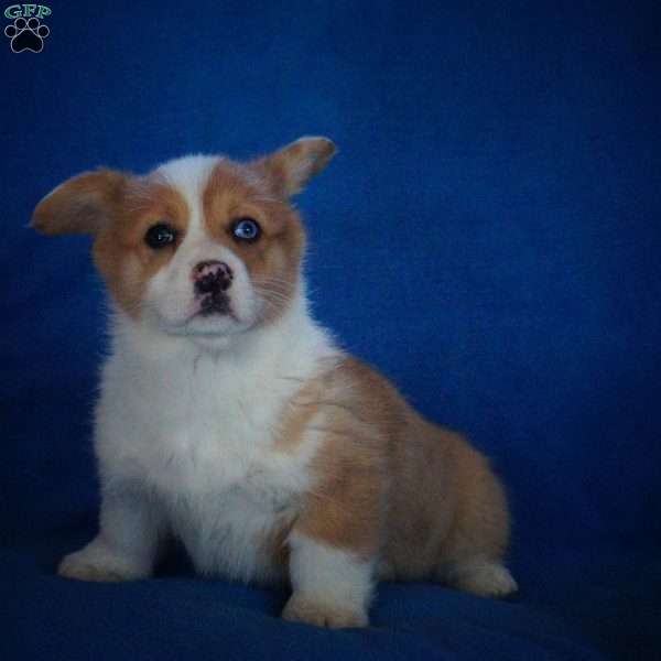 Eva, Pembroke Welsh Corgi Puppy