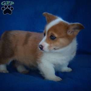 Eva, Pembroke Welsh Corgi Puppy