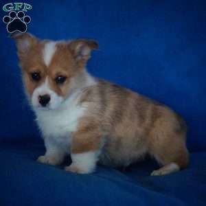 Elvis, Pembroke Welsh Corgi Puppy