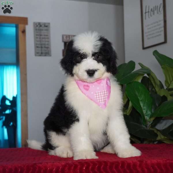 Gabby, Sheepadoodle Puppy