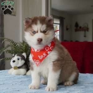 Rocky, Siberian Husky Puppy