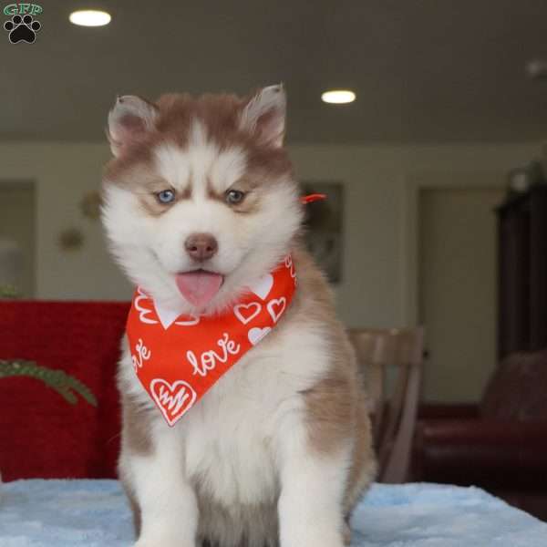 Rocky, Siberian Husky Puppy